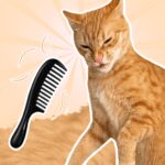 Brush The Cat MOD APKs 1.0.4 Unlimited Money Brush The Cat MOD APKs 1.0.4 Unlimited Money