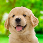 My Dog Me Puppy Simulator MOD APKs 2.4.7 Unlimited Money My Dog Me Puppy Simulator MOD APKs 2.4.7 Unlimited Money
