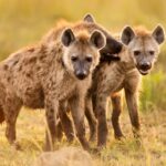 The Hyena MOD APKs 1.2.3 Unlimited Money The Hyena MOD APKs 1.2.3 Unlimited Money