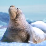 The Seal Elephant MOD APKs 1.1.9 Unlimited Money The Seal Elephant MOD APKs 1.1.9 Unlimited Money